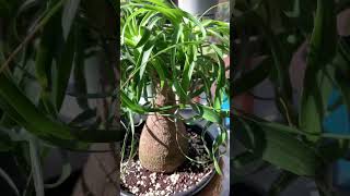 Ponytail Palm (Miniature Palm)