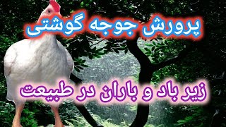 پرورش مرغ گوشتی در فضای باز , پرورش مرغ گوشتی در خانه , پرورش جوجه گوشتی