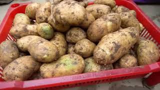 No need for a garden, Try growing potatoes at home with many tubers, high yield