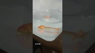 Bought Goldfish from Auspicious Aquarium Markham Canada | #Shorts