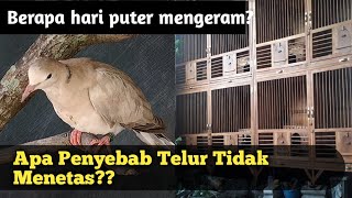 Masa Mengeram Burung Puter : apa penyebab telur tidak menetas?