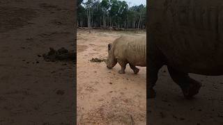 Rhino Eats his own POO 😂 in Vietnam! #shorts #rhino #eating #poop #phuquoc #vietnam #ytshorts