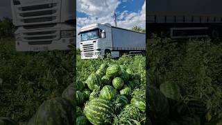 Арбуз Топ Ган 🍉☀️🚛