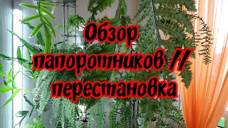 Обзор папоротников // перестановка