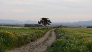 Paesaggio con strada e alberi | Nikon D3300  slow motion