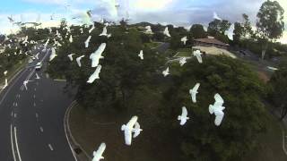 Chasing birds for fun with the DJI Phantom