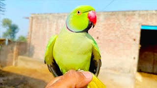 Indian Ringneck parrot talking❤😍