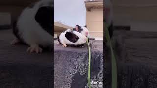 The Cutest Pets you will ever see | Tiktok funnypet520 #shorts