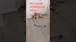 Get a PUPPY they said! Golden Retriever Destroys Kids Toys Again... #Dog #Naughty #video