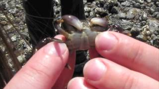 What you can find under rocks: Purple Shore Crab