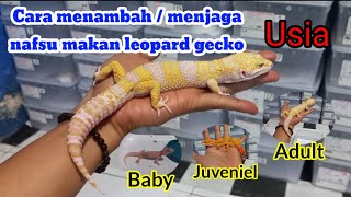 CARA MENAMBAH ATAU MENJAGA NAFSU MAKAN LEOPARD GECKO AGAR TETAP JOSS MAKANNYA.