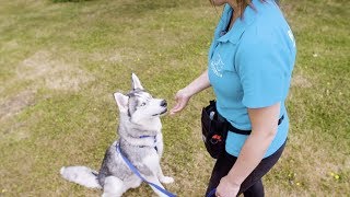 Muddy Dog Challenge | Dog safety tips