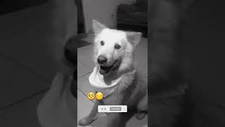 🥺😔 #ajudeosanimais #crescernoyoutube #myanimal  #shortsviral #dog #viral #shortvideos #voiceeffects