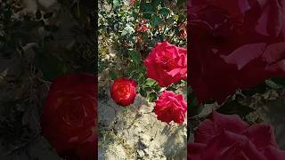 Roses/ Early Winters/ 14th November Quetta #flowers #beautyofnature #gardenbeauty #lovenaturebeauty