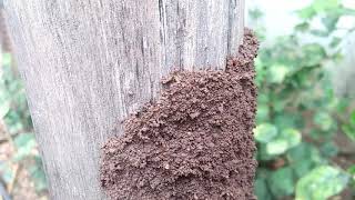 Termite building its home to eat the whole wood trunk .