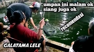 UMPAN GALATAMA LELE ||umpan ini jalan banget siang malam