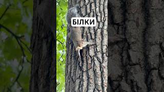 Ох ці білки, що вони роблять #lovesongs #strit #tree #життя #live #любов #love