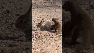 Mongooses tear a baby hare apart! 😱