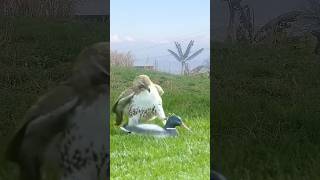 Falcon Powerful Attack #birds #falcons #eagle #hunting #wildlife #animals #hawk #attack #shorts