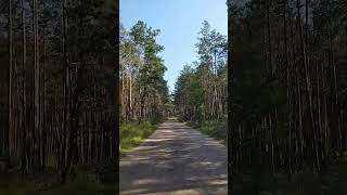 дорога домой под король и шут. #shorts #forest #travel #trendingvideo