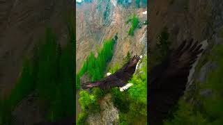 Awesome Eagle 🦅 Fly