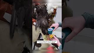 Rescue an eagle that fell into the water, nurture it back to health #animalshorts