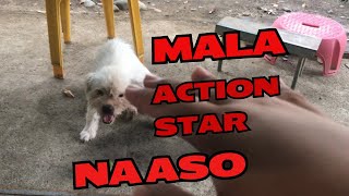 Mala action star na aso