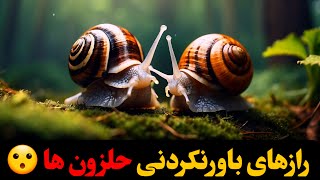 رازهای حلزون ها : زندگی این موجودات زیبا و معجزه‌آسا !