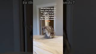 How Cats Magically Appear the Moment You Change Bed Sheets