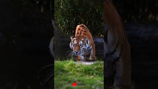 The Bangal Tiger #shorts #viral #trending #viralshorts