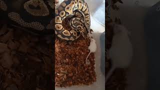 Ball Python Feeding