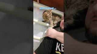 Кошка не даёт мне сушить трусы #cat #кошки #смешныевидео #смешныекоты