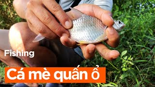 Câu cá tự nhiên, Được hôm cá mè quấn ổ #fishingislife