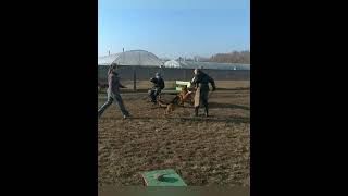 Плановые занятия с Адмиром🐕, собакой Маргариты Добронецкой👱‍♀️