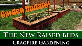 New raised beds and tomatoes for 2016!