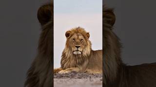 The majestic M1 (Golden Boy, Sekekama & Tornose legacy) #lion #wildlife #animals #shorts #leon