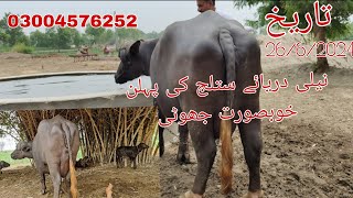 نیلی دریائے ستلج کی پہلن خوبصورت جھوٹی برائے فروخت رابطہ نمبر 03004576252 Okara Animal TV  /27/62024