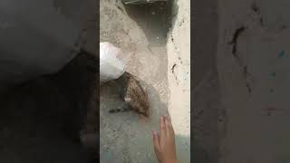 Cat In Trouble / Insane / Shoper Masti / Sexy Cat / Thrilling Job / Like Masti