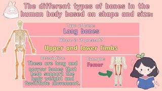 💟 (SCIENCE) What are the Types of Bones in the Human Body? | #iQuestionPH