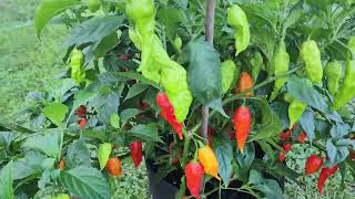 Ghost Pepper Plant.