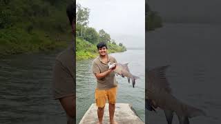 Big Size CARP Fish caught in Dam #youtubeshorts #carp #fishing