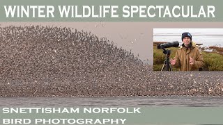 Snettisham Wader Spectacular