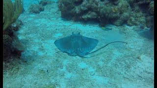 "Best Diving in Grand Cayman: Trunkfish, Stingray, Parrotfish, Filefish”