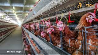 Why Chicken Houses Need To Be Upgraded To Automatic Ventilation Systems? - RETECH Farming