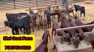 कट्टिंग बकरों के होलसेल विक्रेता | Cutting Goats Wholesaler | Shri Goats Farm Ajmer | #cutting