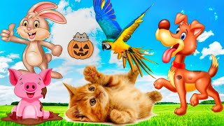 Cute Little Farm Animal Sounds - Kitten, Parrot, Pig, Dog, Rabbit - Music For Relax