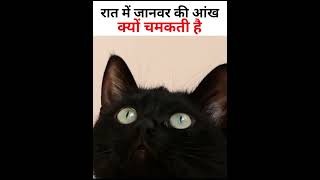 रात में जानवर की आंख क्यों चमकती है || #shorts #viralshorts #trendingshorts  #animals #animalfacts