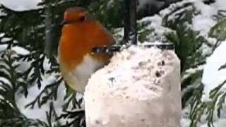 RSPB Suet treat for Robin in my Snow Winter Bird Xmas Garden ~ Birds UK