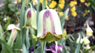 Fritillaria acmopetala - FarmerGracy.co.uk