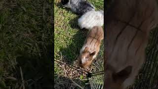 Baby bunnies #animal #bunnys #bunny #rabbites